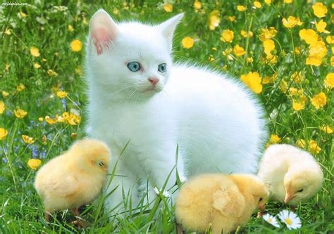 Really Cute Animals Amazing Wallpapers