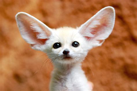 10 Cutest Babies Of Exotic Animals Living In The Desert