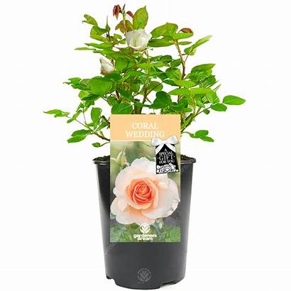 Coral Anniversary Rose 35th Gift Luck Roses