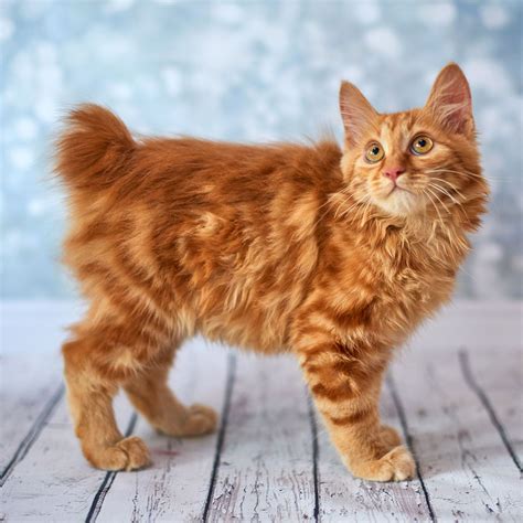 Tabby Cat Names 100 Terrific Ideas For Your New Feline Friend Artofit