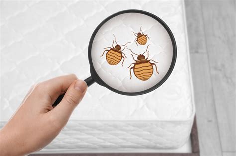 Should You Vacuum To Get Rid Of Bed Bugs Atlanta Bed Bug Experts