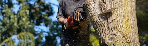 Treat Sick Trees With Tree Services Site Title