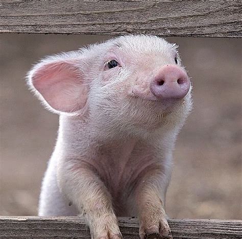 So Much Cute In One Picture Cute Animals Baby Animals Cute Pigs