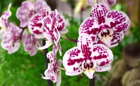 Know All About Orchid Meaning And Symbolism