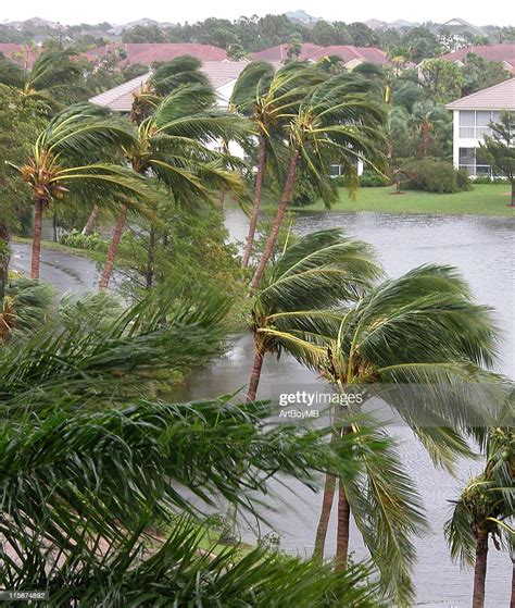 Hurricane Winds In Palms High Res Stock Photo Getty Images