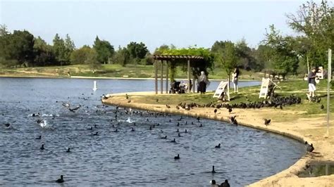 Ducks In Balboa Lake Park Youtube