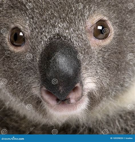 Close Up Portrait Of Male Koala Bear Royalty Free Stock Photos Image