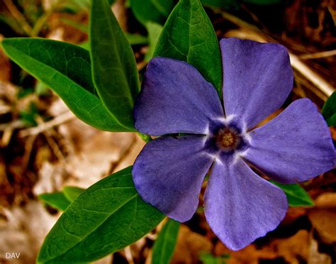 See more ideas about flowering vines, vines, garden vines. Purple Vine Flower Photograph by Debra Vatalaro