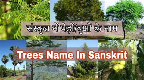 Trees Name In Sanskrit संंस्कृत में 15 पेड़ोंवृक्षों के नाम Imp