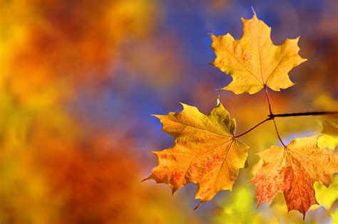 fall, Colorful, Nature, Leaves Wallpapers HD / Desktop and Mobile 