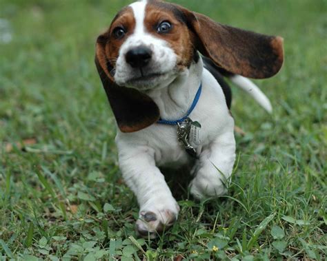 Get free puppies for now and use puppies for immediately to get % off or $ off or free shipping. Basset Hound Puppies Wisconsin | PETSIDI