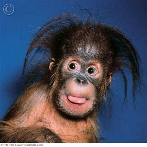Bad Hair Day Fotos De Animais Engraçados Macacos Engraçados