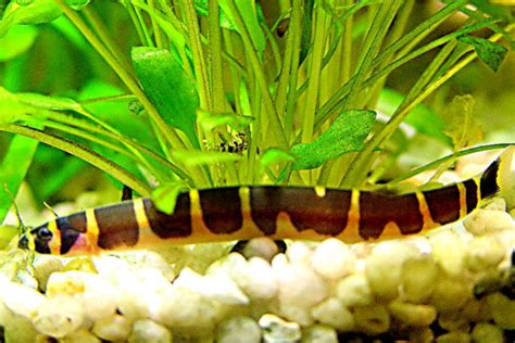 4 tips for testing aquarium water ph. Kuhli Loach | Loaches | Fish | Smiths Aquarium