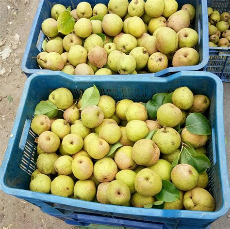 Green Pear Fruit Packaging Type Plastic Bag Packaging Size 20 Kg At Rs 45kg In Kodaikanal