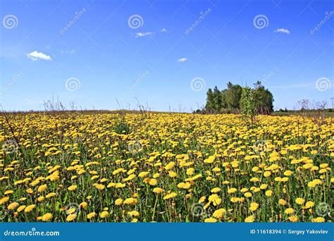 Dandelions On Summer Field Stock Photo Image Of Background 11618394