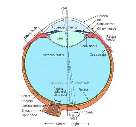 Eye Anatomy Lateral View