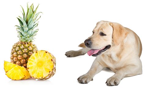 But can dogs eat pineapple too? Can Dogs Eat Pineapple And Does Pineapple Stop Dogs Eating ...