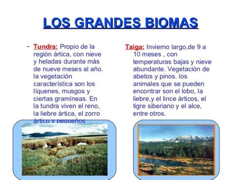 Cuadros Comparativos De Biomas Cuadro Comparativo Biomas Ecosistema Del