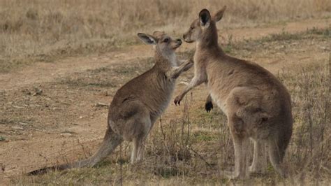 Bbc Earth Shy Kangaroos Prefer Bigger Groups