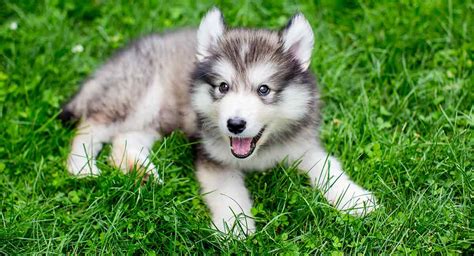 Pomeranians only come in one size. Miniature Husky - Is This The Right Dog For Your Family?