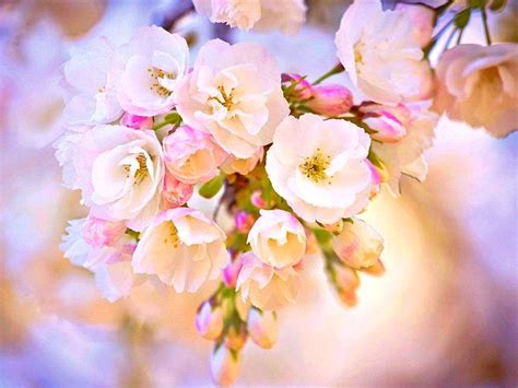 Find the best pretty flower background on wallpapertag. 21+ Pretty Wallpapers, Beautiful, Backgrounds, Images ...