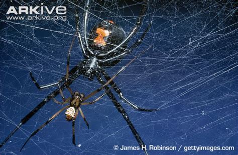 Black widow spiders weave shapless webs, black widows tips of their legs are oily so they do not get caught in their web when they are making it. Mating Systems Part II: the evolutionarily advantage for ...