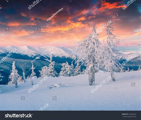 Colorful Winter Scene In The Snowy Mountains Fresh Snow At Frosty