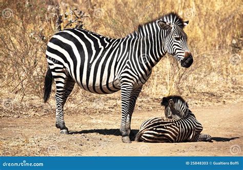 Zebra Mother And Baby Stock Image Image Of Animal Baby 25848303
