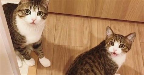 Watch These Adorable Kitty Cats Amazed By Laser Beam Cute Cats Cute