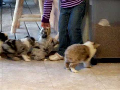 Boxing day has nothing to do with puppies. Toy Australian Shepherd puppies for sale born 4/23/2014 ...
