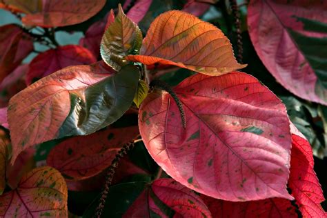 Acalypha Copper Leaves Plant Free Photo On Pixabay Pixabay