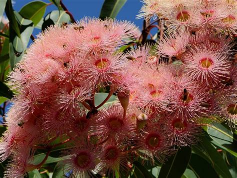 Plantfiles Pictures Corymbia Flowering Gum Summer Beauty Corymbia