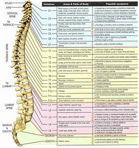 Chiro Spine Health Body Health Health And Nutrition Health Care