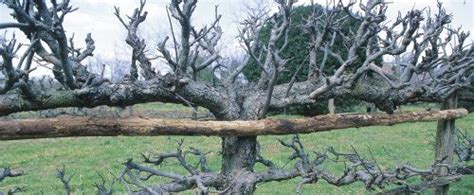If summer pruning of fruit trees, like apple and pear, is all about getting fruit spurs then winter pruning of my espaliered fruit trees is. How to Grow Espalier Apple Trees - FineGardening in 2020 ...