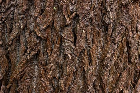 Premium Photo Texture Of Tree Bark Close Up Natural Wood Texture