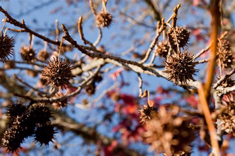 Spiky Ball Tree Flickr Photo Sharing