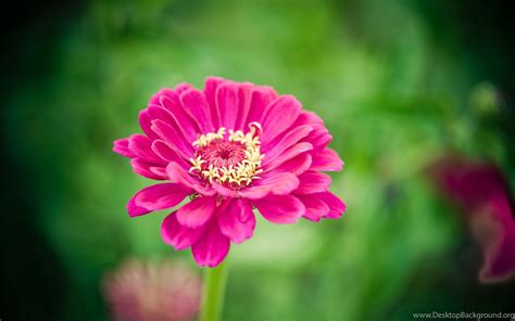 Were glad to offer you the wallpapers on flowers in high resolution so that every petal and leaf is seen in detail. Single Red Flower Ultra HD Wallpapers For Desktop & Mobile ...