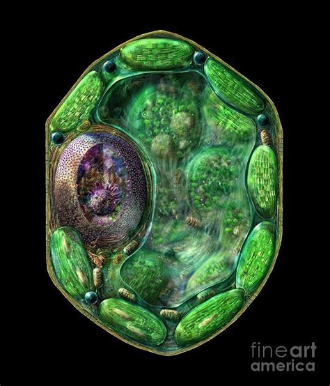 Plant Cell Digital Art By Russell Kightley Biology Art Cell Biology