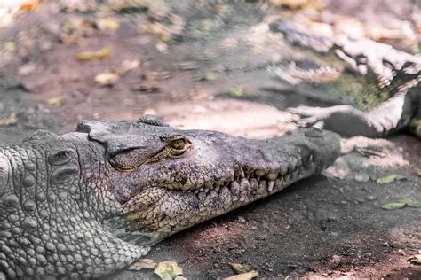 Best Time To See Crocodiles In Cancun 2024 When To See Roveme