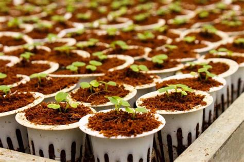 Seed Germination Ideas Tips Tricks Techniques And Secrets For Beginners