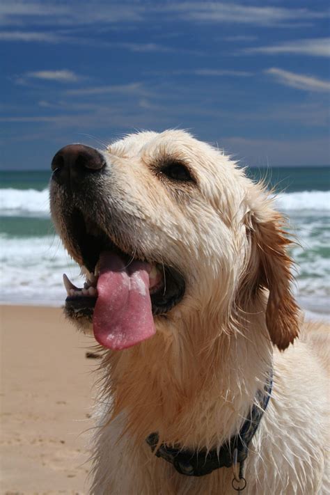 Free Wet dog Stock Photo - FreeImages.com