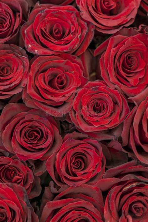 Red Roses Background Fresh Red And Burgundy Roses Red Rose Buds