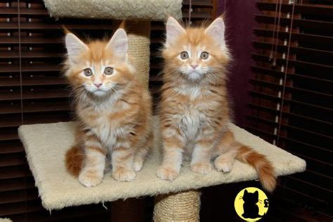 Use the search tool below and browse adoptable maine coons! Kitty cats in my life: September 2011