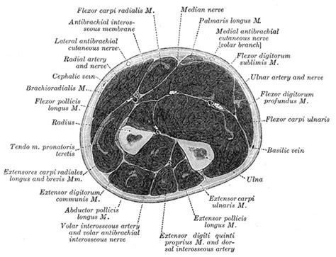 Flexor Hallucis Longus Cross Section