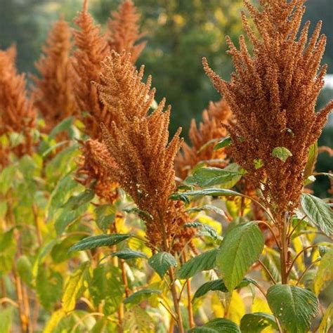 Amaranth Seeds Golden Giant Organic Sow True Seed