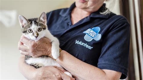 Volunteering At Blue Cross Volunteer And Help Pets