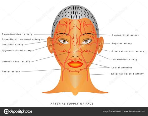 Artères Faciales Artères Tête Artère Faciale Branche Lartère Carotide