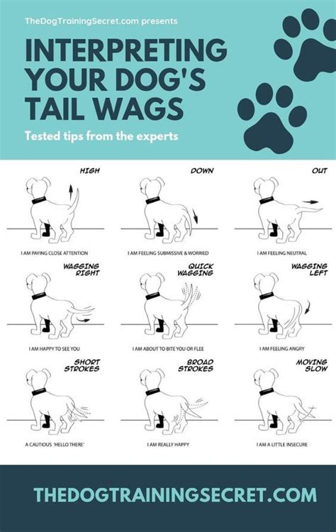 Dogs Body Language Tail Pets At Weddings Dog Body Language Dog