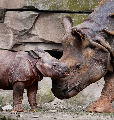 35 Interesting Facts About Rhinos Top Facts