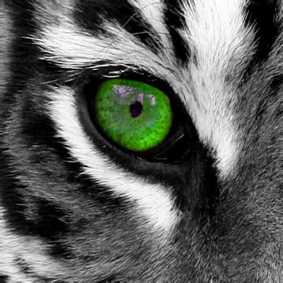 Black White Tiger Vector Stock Vector (Royalty Free) 39729556